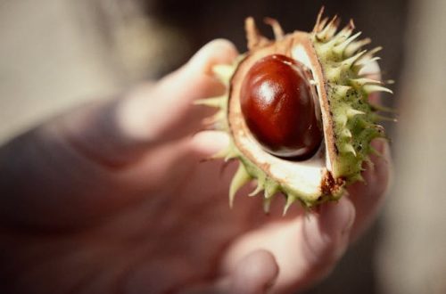 快速豐胸食物：科學解析與實用指南