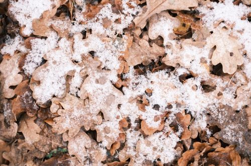 清洗地毯必備攻略：打造潔淨家居的簡易步驟