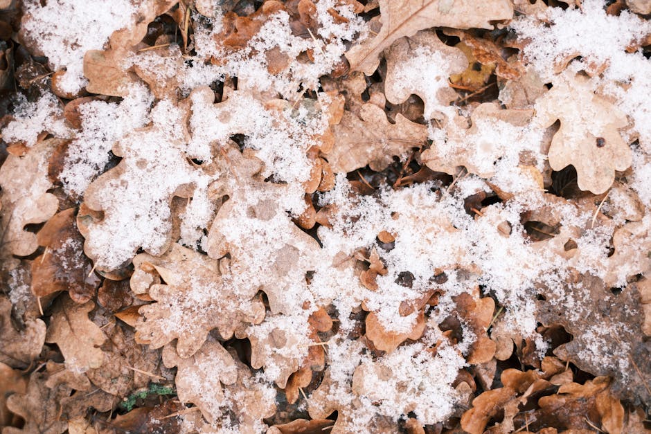 清洗地毯必備攻略：打造潔淨家居的簡易步驟